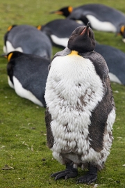 Junger Königspinguin in der Mauser