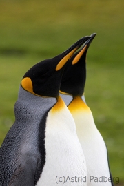 Königspinguine