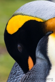 Königspinguine