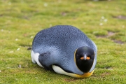 Königspinguin