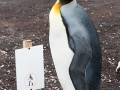 Königspinguin