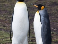 Königspinguine