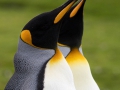 Königspinguine