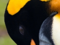 Königspinguine