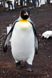 Königspinguine