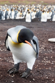 Königspinguine