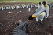 Neugieriger Königspinguin