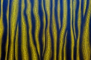 Yellow Flame, 1995, Acryl auf Leinwand, Yas Takeda