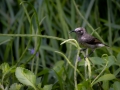 Seychellennektarvogel