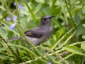 Seychellennektarvogel