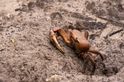 Braune Landkrabbe