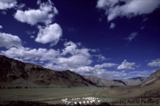 Sarchu-Camp