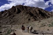 Weg von Likir nach Yangthang