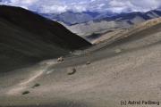 Auf dem Weg von Weg von Hemis-Shukpachan nach Tingmogang