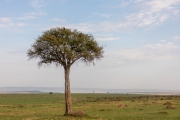 Massai Mara Nationalpark