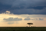 Massai Mara Nationalpark