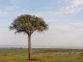 Massai Mara Nationalpark