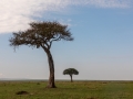 Massai Mara Nationalpark