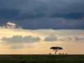 Massai Mara Nationalpark