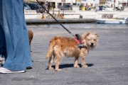 Marina Corta, Lipari