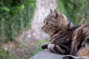 Katze