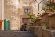 Katze