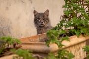 Katze