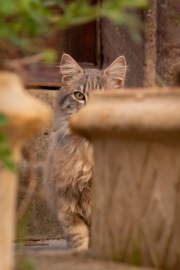 Katze