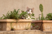 Katze