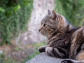 Katze