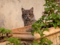 Katze