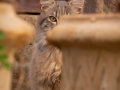 Katze