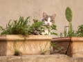 Katze