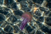 qualle_20240324_B3003_web