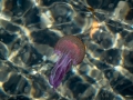 qualle_20240324_B3003_web