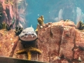 ozeaneum_20230519_A4425_web