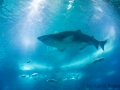 ozeaneum_20230519_A4432_web