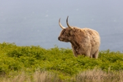 Entspannte Galloway Rinder auf Lundy