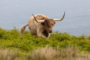 Entspannte Galloway Rinder auf Lundy