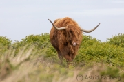 Entspannte Galloway Rinder auf Lundy