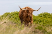 Entspannte Galloway Rinder auf Lundy