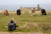 Entspannte Galloway Rinder auf Lundy