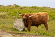 Entspannte Galloway Rinder auf Lundy