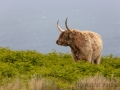 Entspannte Galloway Rinder auf Lundy