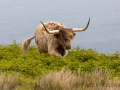 Entspannte Galloway Rinder auf Lundy