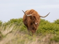 Entspannte Galloway Rinder auf Lundy