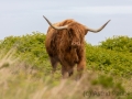 Entspannte Galloway Rinder auf Lundy