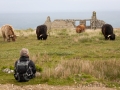 Entspannte Galloway Rinder auf Lundy