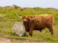 Entspannte Galloway Rinder auf Lundy