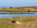 Landschaft auf Lundy